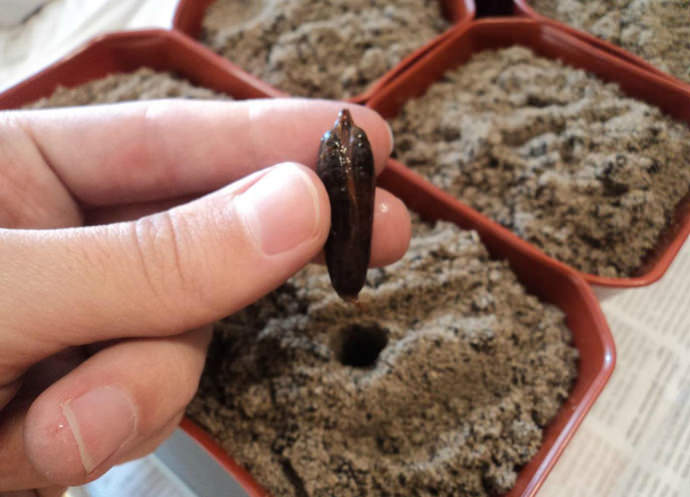 Сажать правильно подготовленные семена нужно строго в вертикальном положении, немного присыпая почвой